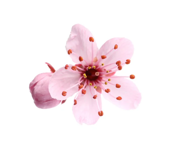 Bela Árvore Sakura Rosa Flores Isoladas Branco — Fotografia de Stock