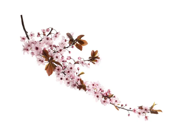 Sakura Trädgren Med Vackra Rosa Blommor Isolerad Vit — Stockfoto