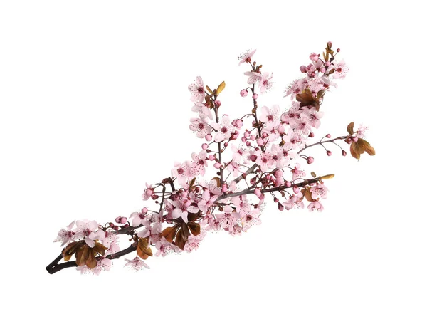 Ramo Árvore Sakura Com Belas Flores Rosa Isoladas Branco — Fotografia de Stock