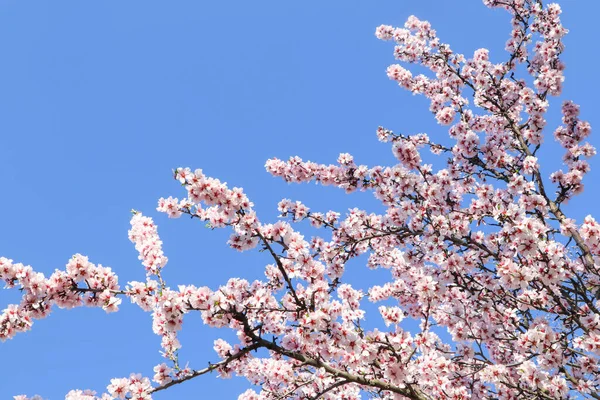Прекрасні Квітучі Гілки Вишневого Дерева Тлі Блакитного Неба Весняний Час — стокове фото
