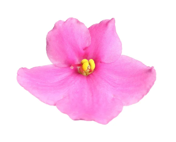 Rosa Blomma Violett Växt Isolerad Vit — Stockfoto