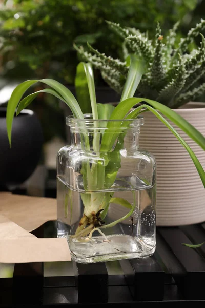 Exotic House Plant Water Table — Stok Foto