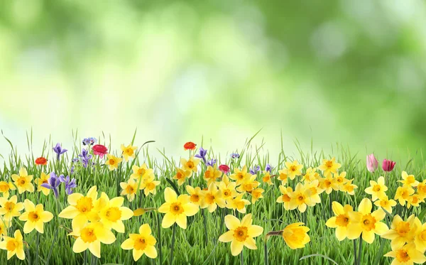 Piękne Kwitnące Żółte Żonkile Zewnątrz Słoneczny Dzień — Zdjęcie stockowe
