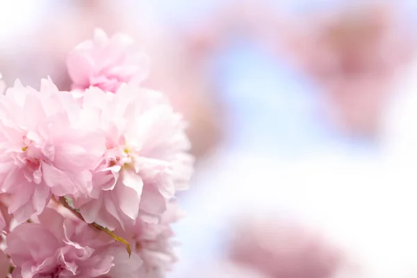 Hermosa Flor Sakura Rosa Sobre Fondo Borroso Primer Plano Espacio —  Fotos de Stock