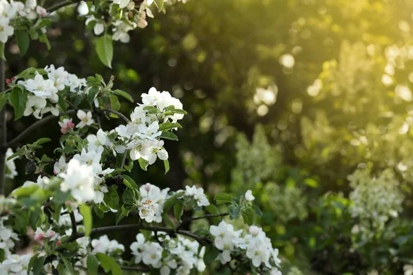 Bahar Günü Açık Havada Çiçek Açan Güzel Ayva Ağacı — Stok fotoğraf