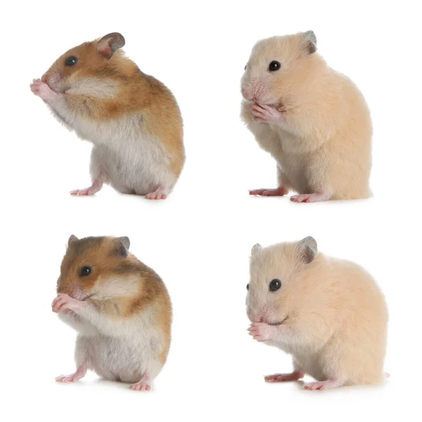 Conjunto Com Hamsters Engraçados Bonitos Fundo Branco — Fotografia de Stock