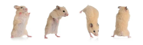 Set Met Leuke Grappige Hamsters Witte Achtergrond Banner Ontwerp — Stockfoto