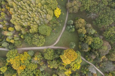 Güz günündeki güzel ormanın havadan görünüşü