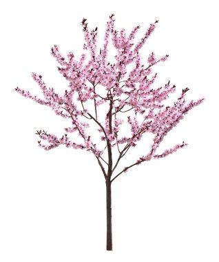Beyaz arka planda çiçek açan güzel sakura ağacı
