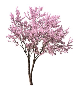 Beyaz arka planda çiçek açan güzel sakura ağacı