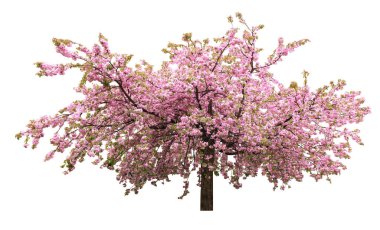 Beyaz arka planda çiçek açan güzel sakura ağacı. Pankart tasarımı