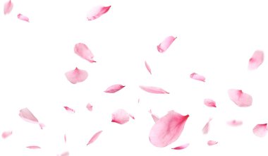 Beyaz arka planda uçan güzel sakura çiçekleri. Pankart tasarımı