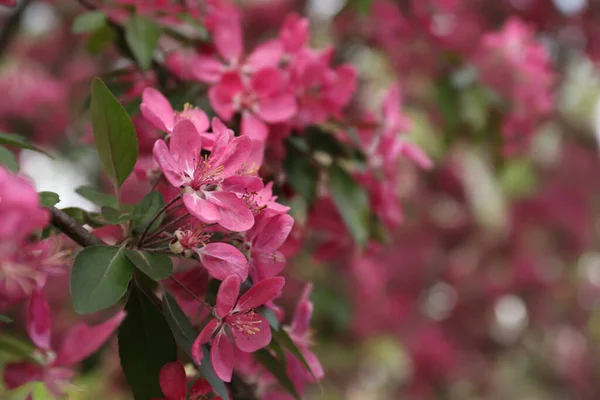 Vackra Körsbärsträd Med Rosa Blommor Utomhus Närbild Och Utrymme För — Stockfoto