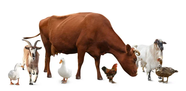 白い背景に異なる家畜のグループ バナーデザイン — ストック写真