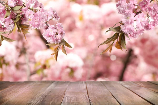 Superficie Madera Vacía Hermoso Árbol Sakura Flor Fondo — Foto de Stock