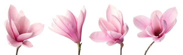 Set Med Vackra Magnolia Blommor Vit Bakgrund Banderolldesign — Stockfoto