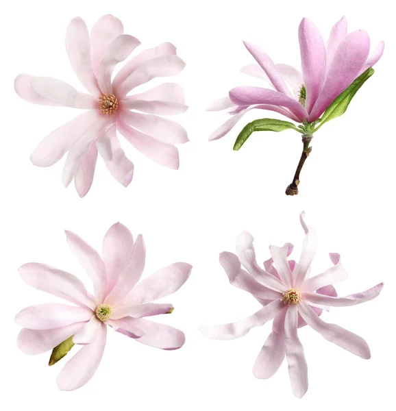 Set Met Prachtige Magnolia Bloemen Witte Achtergrond — Stockfoto