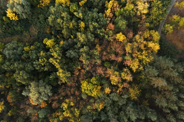 Bela Vista Aérea Floresta Dia Outono — Fotografia de Stock