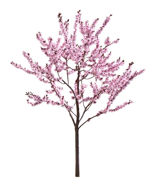 Vackra Blommande Sakura Träd Vit Bakgrund — Stockfoto