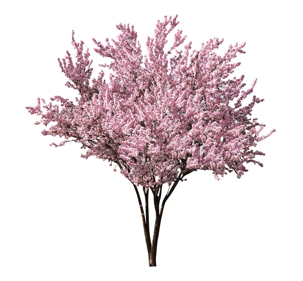 Beyaz Arka Planda Çiçek Açan Güzel Sakura Ağacı — Stok fotoğraf