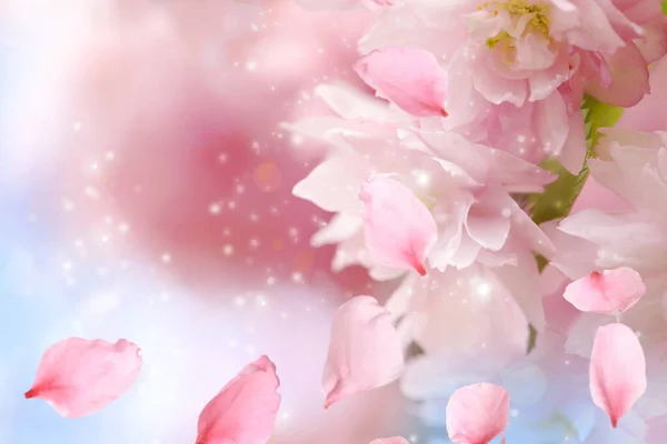 Belle Fleur Sakura Rose Pétales Volants Gros Plan — Photo