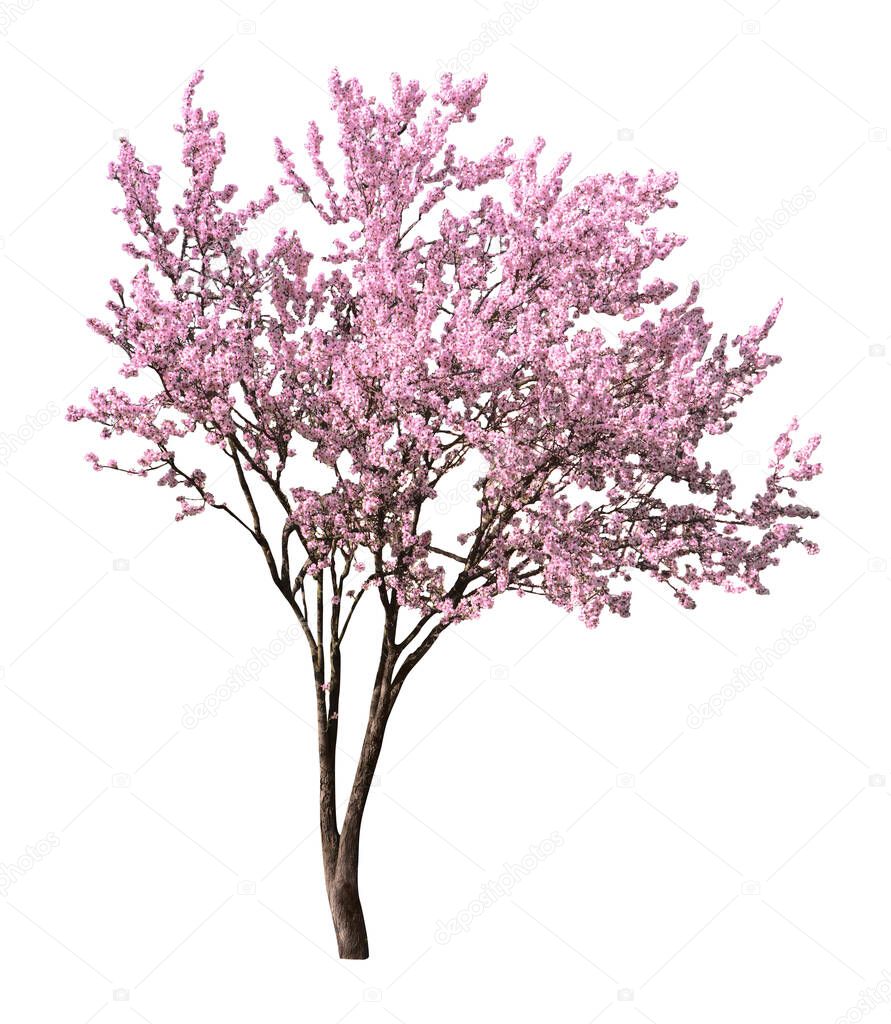 Beautiful blossoming sakura tree on white background