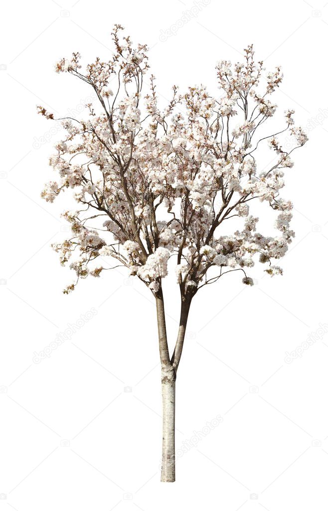 Beautiful blossoming sakura tree on white background