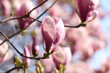 Açık havada pembe çiçekli güzel manolya ağacı, yakın plan. Bahar mevsimi