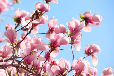 Pembe çiçekli güzel manolya ağacı. Bahar mevsimi