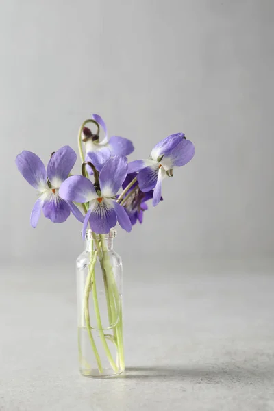 Hermosas Violetas Madera Sobre Fondo Gris Claro Flores Primavera — Foto de Stock