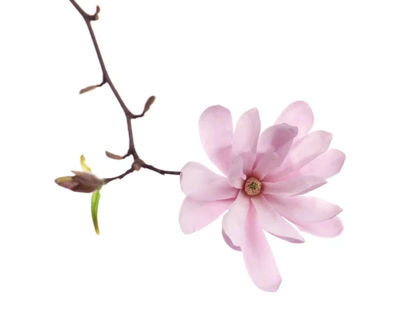 Magnolia Ramo Árvore Com Bela Flor Isolada Branco — Fotografia de Stock