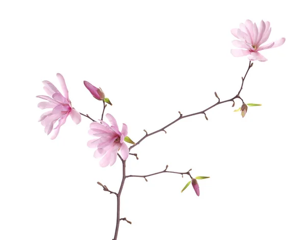 Magnolia Ramo Árvore Com Belas Flores Isoladas Branco — Fotografia de Stock
