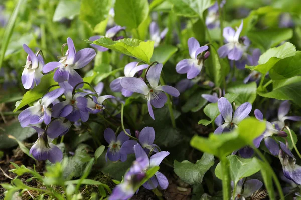 Schöne Wilde Violette Blumen Die Draußen Blühen Springholz — Stockfoto