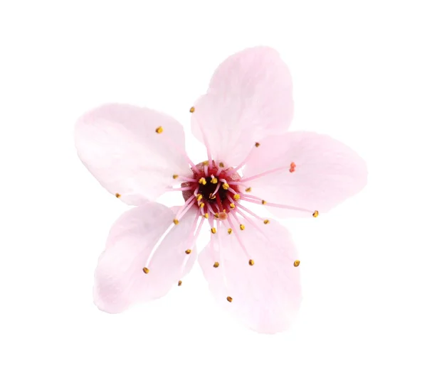 Vacker Rosa Sakura Träd Blomma Isolerad Vit — Stockfoto