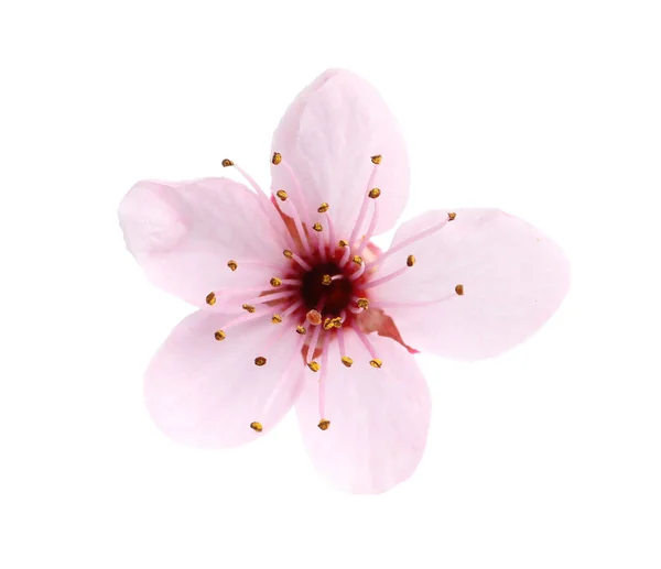 Красивый Розовый Цветок Сакуры Изолирован Белом — стоковое фото
