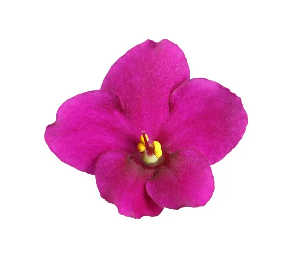 Рожева Квітка Фіолетової Рослини Ізольована Білому — стокове фото