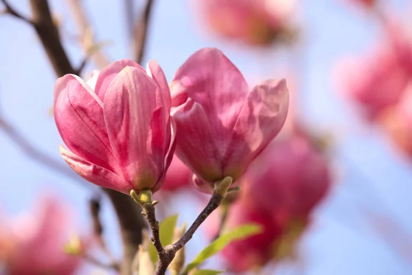 Όμορφο Δέντρο Μανόλια Ροζ Άνθη Εξωτερικούς Χώρους Κοντινό Πλάνο Εαρινή — Φωτογραφία Αρχείου