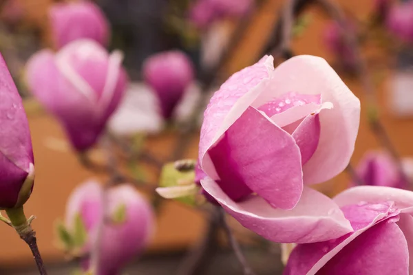 Beautiful Magnolia Tree Pink Blossom Outdoors Closeup Spring Season — Stock Photo, Image