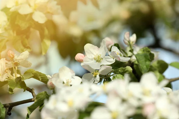 Açık Havada Çiçek Açan Ayva Ağacının Yakın Görüntüsü — Stok fotoğraf
