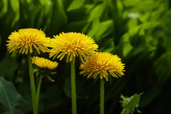 Schöne Löwenzahnblüten Garten Nahaufnahme Frühlingszeit — Stockfoto