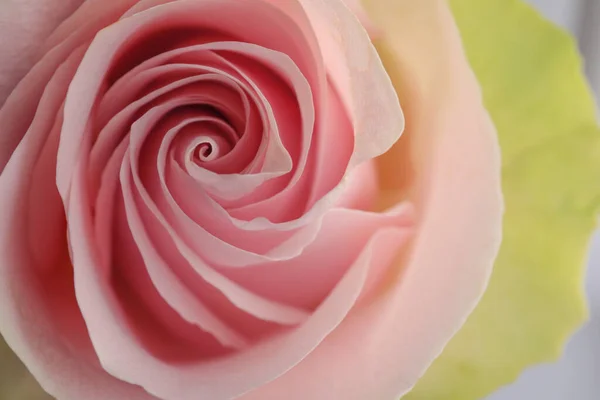 Schöne Rosa Rose Nahaufnahme Florales Dekor — Stockfoto