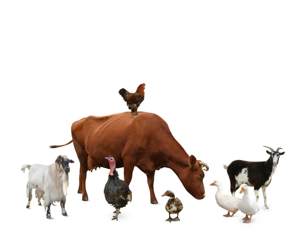 Gruppe Von Verschiedenen Nutztieren Auf Weißem Hintergrund — Stockfoto