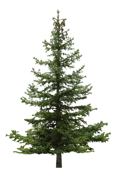 Beautiful Evergreen Fir Tree White Background — Stock Photo, Image