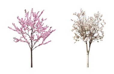Beyaz arka planda çiçek açan güzel sakura ağaçları, kolaj 
