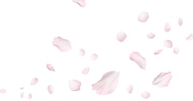 Beyaz arka planda uçan güzel sakura çiçekleri. Pankart tasarımı