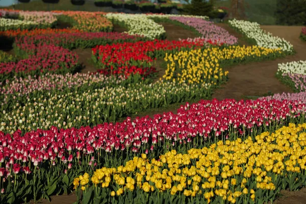 Bela Vista Campo Com Tulipas Florescentes Dia Ensolarado — Fotografia de Stock