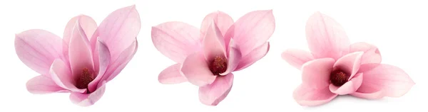 Set Med Vackra Magnolia Blommor Vit Bakgrund Banderolldesign — Stockfoto