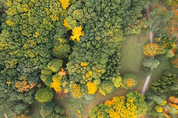 Vista Aérea Bela Floresta Dia Outono — Fotografia de Stock