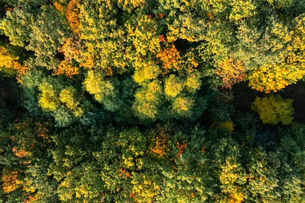 Letecký Pohled Krásný Les Podzim — Stock fotografie