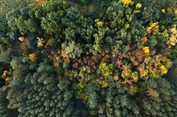 Krásný Letecký Výhled Les Podzim — Stock fotografie